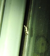 Ardozyga catarrhacta