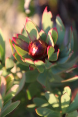 Leucadendron sessile
