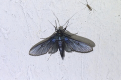 Desmia filicornis