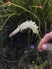 Bulbinella trinervis