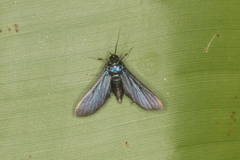 Desmia filicornis