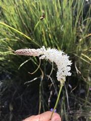 Bulbinella trinervis