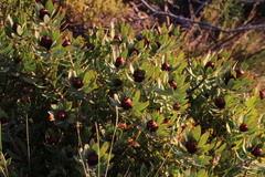 Leucadendron sessile