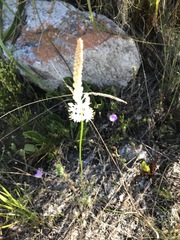 Bulbinella trinervis