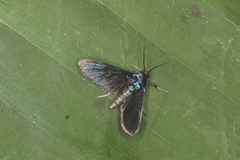 Desmia filicornis