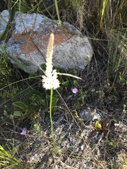 Bulbinella trinervis