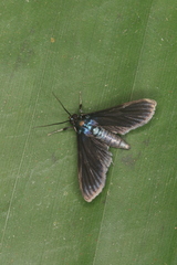 Desmia filicornis