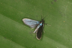 Desmia filicornis