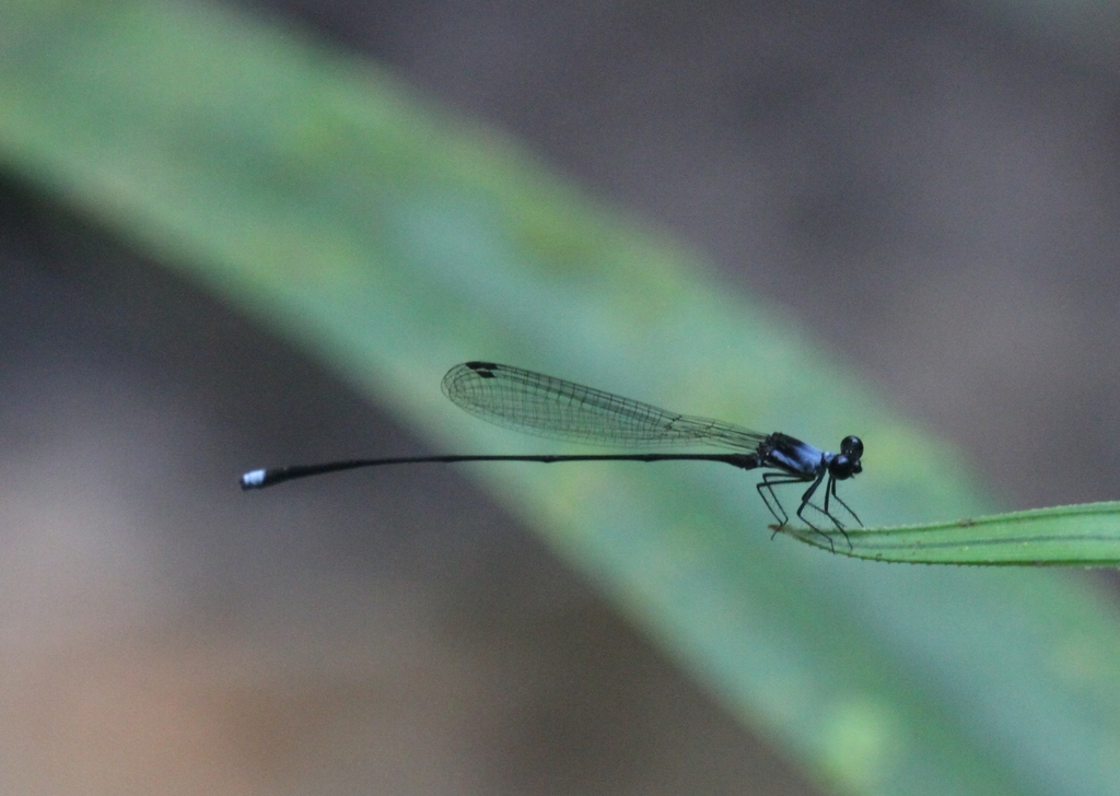 Elattoneura josemorai