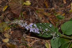 Plectranthus fruticosus