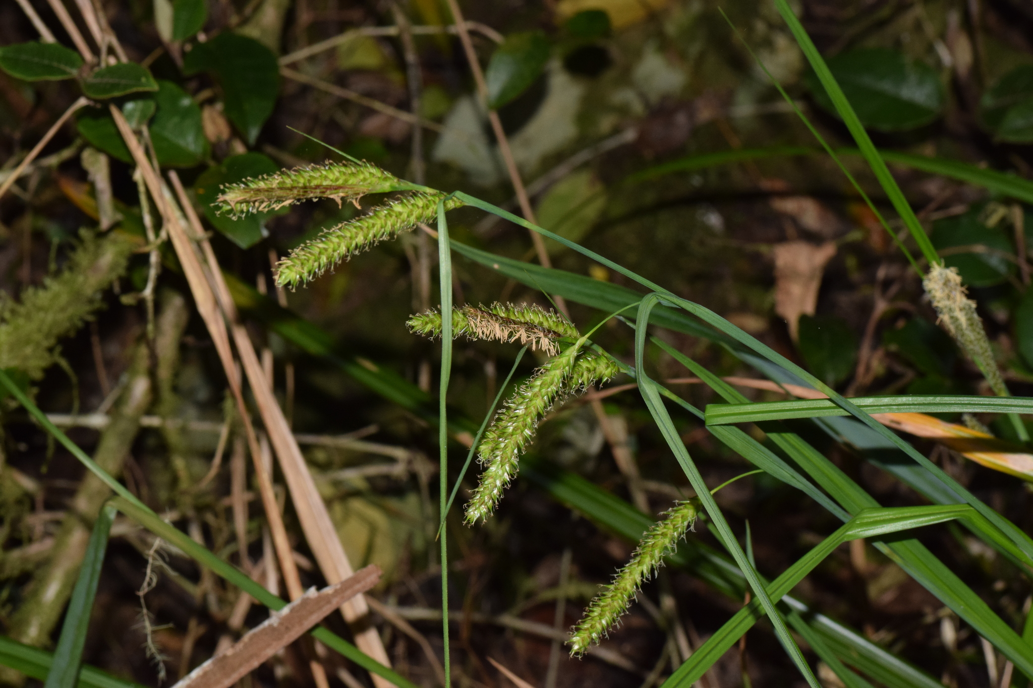 Carex aethiopica