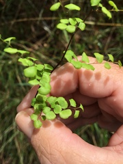 Adiantum atroviride