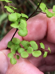 Adiantum atroviride