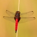 Red Jungle-Skimmer - Photo (c) Xavier Rufray, some rights reserved (CC BY-NC), uploaded by Xavier Rufray