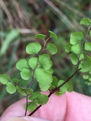 Adiantum atroviride