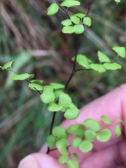 Adiantum atroviride