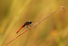 Hadrothemis defecta