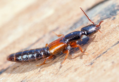 Nudobius lentus