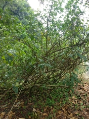 Gymnanthemum amygdalinum