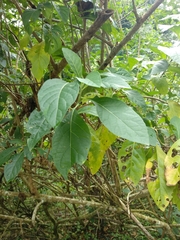 Gymnanthemum amygdalinum