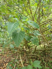 Gymnanthemum amygdalinum