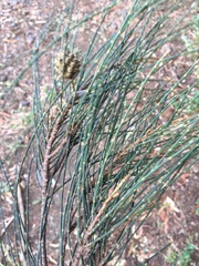 Casuarina cristata