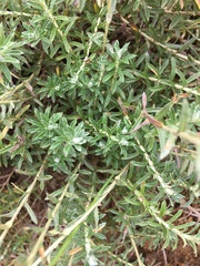 Helichrysum kraussii
