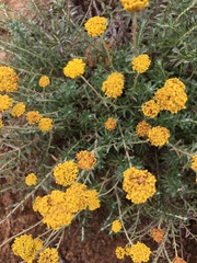 Helichrysum kraussii