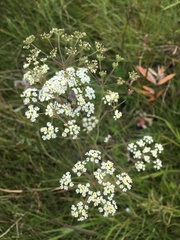 Pimpinella caffra