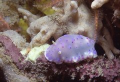 Goniobranchus thompsoni