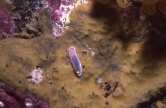 Goniobranchus thompsoni