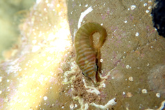 Aspasmogaster tasmaniensis