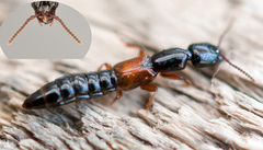 Nudobius lentus