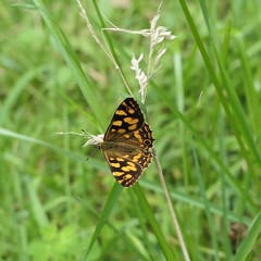 Oreixenica kershawi