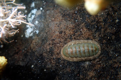 Ischnochiton thomasi