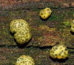 Trichoderma gelatinosum