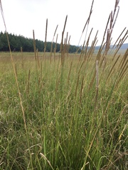 Setaria sphacelata sericea