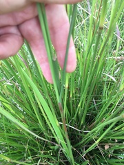 Setaria sphacelata sericea