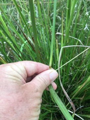 Setaria sphacelata sericea