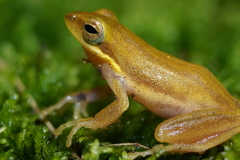 Chirixalus trilaksonoi