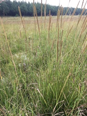 Setaria sphacelata sericea