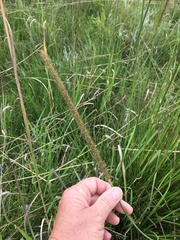 Setaria sphacelata sericea