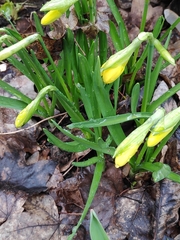 Narcisseae