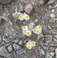 Thymophylla concinna