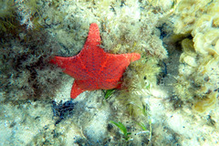 Anthaster valvulatus