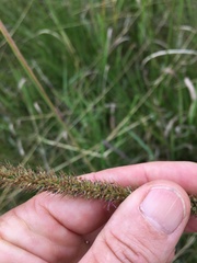 Setaria sphacelata sericea