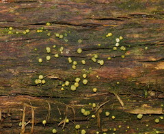 Trichoderma gelatinosum