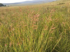 Monocymbium ceresiiforme