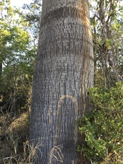 Brachychiton rupestris