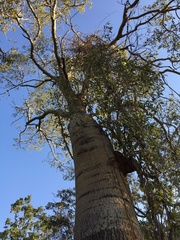 Brachychiton rupestris